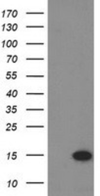 Western Blot: Eukaryotic translation initiation factor 1 Antibody (2B9) [NBP2-00702] - HEK293T cells were transfected with the pCMV6-ENTRY control (Left lane) or pCMV6-ENTRY Eukaryotic translation initiation factor 1 (Right lane) cDNA for 48 hrs and lysed. Equivalent amounts of cell lysates (5 ug per lane) were separated by SDS-PAGE and immunoblotted with anti-Eukaryotic translation initiation factor 1.