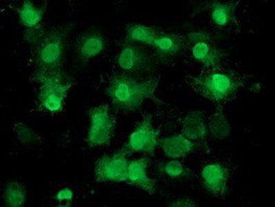 Immunocytochemistry/Immunofluorescence: Eukaryotic translation initiation factor 1 Antibody (2B9) [NBP2-00702] Staining of COS7 cells transiently transfected by pCMV6-ENTRY Eukaryotic translation initiation factor 1.