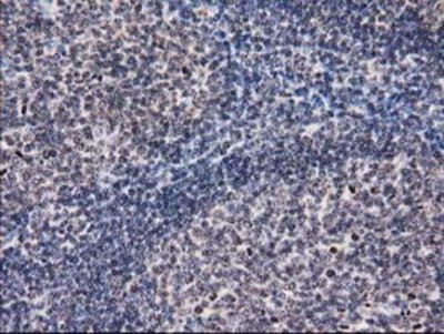 Immunohistochemistry-Paraffin: Eukaryotic translation initiation factor 1 Antibody (2B9) [NBP2-00702] - Staining of paraffin-embedded Human lymph node tissue using anti-Eukaryotic translation initiation factor 1 mouse monoclonal antibody.