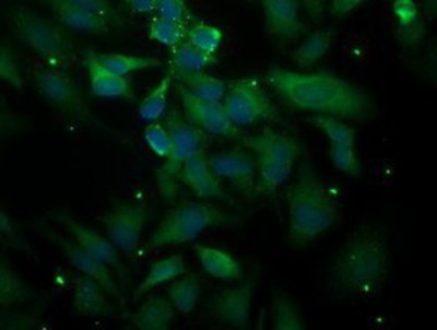 Immunocytochemistry/Immunofluorescence: PLEKHA3 Antibody (5D11) [NBP2-00768] - Immunofluorescent staining of HeLa cells using anti-PLEKHA3 mouse monoclonal antibody.