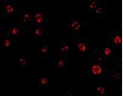 Immunocytochemistry/Immunofluorescence: GRG (Groucho homolog) Antibody [NBP1-76645] - in Hela cells