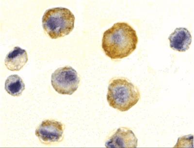 Immunocytochemistry/Immunofluorescence: TRAIL R3/TNFRSF10C Antibody [NBP1-76881] - HeLa cells with DcR1 antibody at 10 ug/mL.