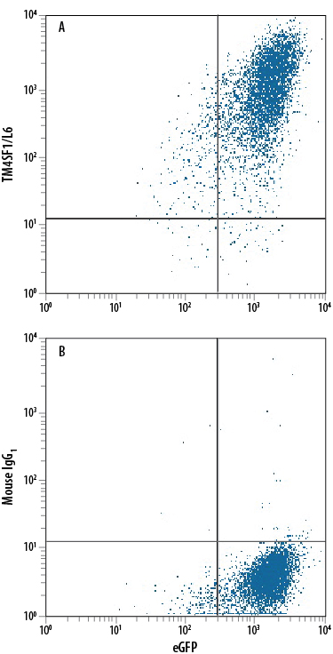 HEK293 human embryonic kidney cell line transfected with human TM4SF1/L6 and eGFP was stained with either (A) Mouse Anti-Human TM4SF1/L6 Monoclonal Antibody (Catalog # MAB8164) or (B) Mouse IgG1 Isotype Control (Catalog # MAB002) followed by Phycoerythrin-conjugated Anti-Mouse IgG Secondary Antibody (Catalog # F0102B).