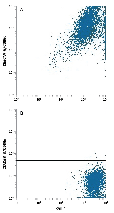 HEK293 human embryonic kidney cell line transfected with (A) human CEACAM-6/CD66c or (B) irrelevant transfectants and eGFP was stained with Mouse Anti-Human CEACAM‑6/CD66c Monoclonal Antibody (Catalog # MAB3934) followed by Allophycocyanin-conjugated Anti-Mouse IgG Secondary Antibody (Catalog # F0101B). Quadrant markers were set based on control antibody staining (Catalog # MAB003). 