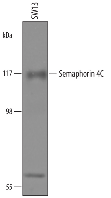 Western blot shows lysates of SW13 human adrenal cortex adenocarcinoma cell line. PVDF membrane was probed with 0.5 µg/mL of Sheep Anti-Human Semaphorin 4C Antigen Affinity-purified Polyclonal Antibody (Catalog # AF6125) followed by HRP-conjugated Anti-Sheep IgG Secondary Antibody (Catalog # HAF016). A specific band was detected for Semaphorin 4C at approximately 110 kDa (as indicated). This experiment was conducted under reducing conditions and using Immunoblot Buffer Group 8.