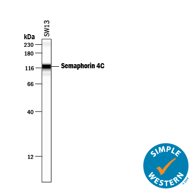 Simple Western lane view shows lysates of SW13 human adrenal cortex adenocarcinoma cell line, loaded at 0.2 mg/mL. A specific band was detected for Semaphorin 4C at approximately 121 kDa (as indicated) using 25 µg/mL of Sheep Anti-Human Semaphorin 4C Antigen Affinity-purified Polyclonal Antibody (Catalog # AF6125) followed by 1:50 dilution of HRP-conjugated Anti-Sheep IgG Secondary Antibody (Catalog # HAF016). This experiment was conducted under reducing conditions and using the12-230 kDa separation system.        Non-specific interaction with the 230 kDa Simple Western standard may be seen with this antibody. 