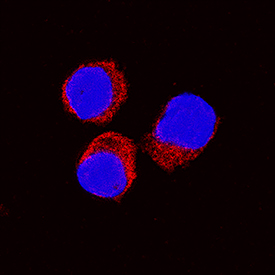 IL‑10 was detected in immersion fixed equine peripheral blood mononuclear cells (PBMCs) treated with calcium ionomycin and PMA using Goat Anti-Equine IL‑10 Antigen Affinity-purified Polyclonal Antibody (Catalog # AF1605) at 15 µg/mL for 3 hours at room temperature. Cells were stained using the NorthernLights™ 557-conjugated Anti-Goat IgG Secondary Antibody (red; Catalog # NL001) and counterstained with DAPI (blue). Specific staining was localized to cytoplasm. View our protocol for Fluorescent ICC Staining of Non-adherent Cells.