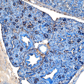 Pref‑1/DLK1/FA1 was detected in immersion fixed frozen sections of mouse embryonic lung using Goat Anti-Mouse Pref‑1/DLK1/FA1 Antigen Affinity-purified Polyclonal Antibody (Catalog # AF8277) at 1 µg/mL overnight at 4 °C. Tissue was stained using the Anti-Goat HRP-DAB Cell & Tissue Staining Kit (brown; Catalog # CTS008) and counterstained with hematoxylin (blue). Specific staining was localized to cytoplasm. View our protocol for Chromogenic IHC Staining of Frozen Tissue Sections.