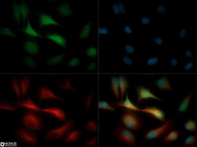 Immunocytochemistry/Immunofluorescence: GPIHBP1 Antibody [NB110-41539] - GPIHBP1 antibody was tested in Hela cells with DyLight 488 (green). Nuclei and alpha-tubulin were counterstained with DAPI (blue) and Dylight 550 (red).