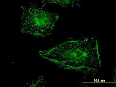 Immunocytochemistry/Immunofluorescence: Clathrin interactor 1 Antibody (1E6) [H00009685-M03] - Analysis of monoclonal antibody to CLINT1 on HeLa cell. Antibody concentration 10 ug/ml