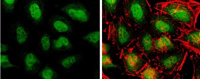 Immunocytochemistry/Immunofluorescence: TET3 Antibody [NBP2-20602] - HeLa cells were fixed in 4% paraformaldehyde at RT for 15 min. Green: TET3 protein stained by TET3 antibody [C3], C-term diluted at 1:400. Red: phalloidin, a cytoskeleton marker, diluted at 1:50.