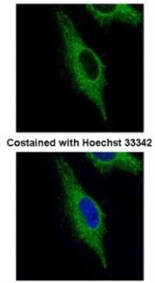 Immunocytochemistry/Immunofluorescence: TRIM23 Antibody [NB100-78620] - Paraformaldehyde-fixed HeLa, using TRIM23 antibody (Green) at 1:500 dilution.