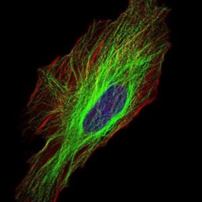 Immunocytochemistry/Immunofluorescence: Tubulin alpha-8 Antibody (2D6) [NBP2-37535] - Immunofluorescence analysis of Hela cells using TUBA8 mouse mAb (green). Blue: DRAQ5 fluorescent DNA dye. Red: Actin filaments have been labeled with Alexa Fluor-555 phalloidin.