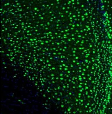 Immunocytochemistry/Immunofluorescence: UBTF Antibody [NBP1-82545] - Staining of mouse retrosplenial granular cortex shows nuclear neuronal positivity.