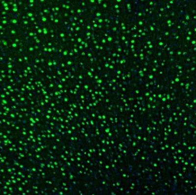 Immunocytochemistry/Immunofluorescence: UBTF Antibody [NBP1-82545] - Staining of mouse motor cortex shows nuclear positivity in neurons.