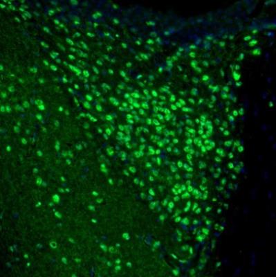 Immunocytochemistry/Immunofluorescence: UBTF Antibody [NBP1-82545] - Staining of mouse thalamus shows nuclear immunoreactivity in anterodorsal thalamic nucleus neurons.