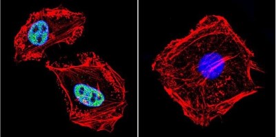 Immunocytochemistry/Immunofluorescence: RPA2 Antibody (MA34) [NB100-74526] - Analysis of RPA34 in HeLa cells. Cells were grown on chamber slides and fixed with formaldehyde prior to staining. Cells were probed without (control) or with a RPA34 monoclonal antibody at a dilution of 1:200 overnight at 4C, washed with PBS and incubated with a DyLight-488 conjugated secondary antibody. RPA34 staining (green), F-Actin staining with Phalloidin (red) and nuclei with DAPI (blue) is shown.
