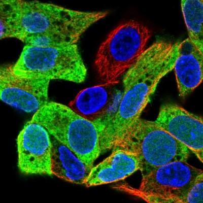 Immunocytochemistry/Immunofluorescence: PEG10 Antibody [NBP2-13749] - Immunofluorescent staining of human cell line Hep G2 shows localization to nucleus & cytosol.
