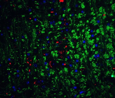 Immunocytochemistry/Immunofluorescence: Neurturin Antibody [NBP1-77047] - Staining of Neurturin in mouse brain tissue with Neurturin Antibodyat 20 ug/mL.