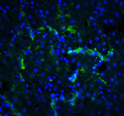 Immunofluorescence: XBP1 Antibody [NBP1-77253] - XBP1 in human liver tissue with XBP1 antibody at 20 ug/ml.