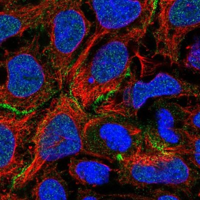 Immunocytochemistry/Immunofluorescence: COBL Antibody [NBP1-89615] - Staining of human cell line CACO-2 shows localization to nucleoplasm & cell junctions.