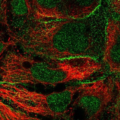 Immunocytochemistry/Immunofluorescence: COBL Antibody [NBP1-89615] - Staining of human cell line CACO-2 shows positivity in cell junctions & nucleus but excluded from the nucleoli.