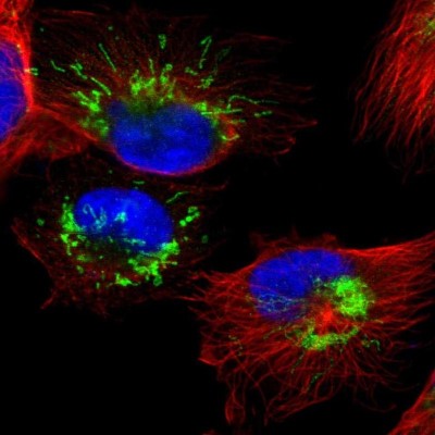 Immunocytochemistry/Immunofluorescence: SETD3 Antibody [NBP1-88416] - Immunofluorescent staining of human cell line U-251 MG shows localization to mitochondria.