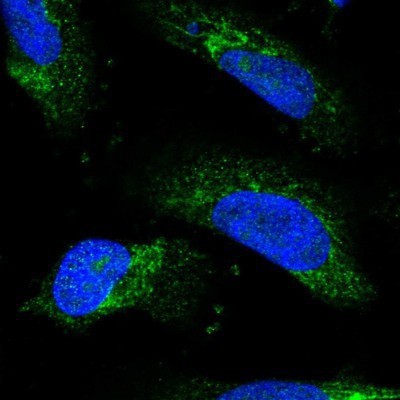 Immunocytochemistry/Immunofluorescence: REXO2 Antibody [NBP1-85666] - Staining of human cell line U-251 MG shows positivity in mitochondria.