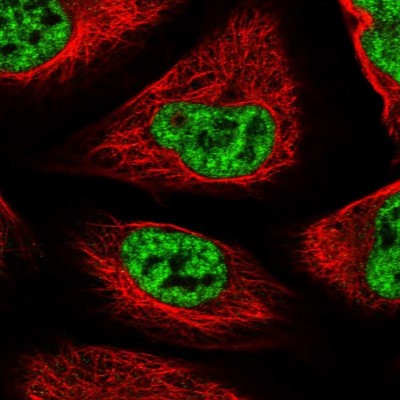 Immunocytochemistry/Immunofluorescence: SF3B14 Antibody [NBP1-87431] - Immunofluorescent staining of human cell line U-2 OS shows localization to nucleoplasm.