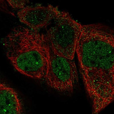 Immunocytochemistry/Immunofluorescence: PURL Antibody [NBP1-84691] - Staining of human cell line A-431 shows localization to nucleoplasm.
