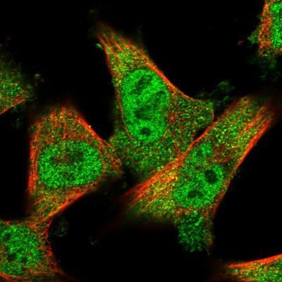 Immunocytochemistry/Immunofluorescence: CASZ1 Antibody [NBP1-86618] - Staining of human cell line U-251MG shows positivity in nucleus but not nucleoli & cytoplasm.