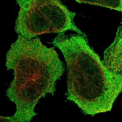 Immunocytochemistry/Immunofluorescence: PDCL3 Antibody [NBP1-80626] - Immunofluorescent staining of human cell line U-2 OS shows localization to nucleus & cytosol.