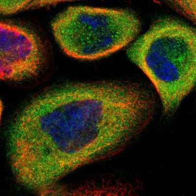 Immunocytochemistry/Immunofluorescence: 14-3-3 sigma/Stratifin Antibody [NBP1-80610] - Immunofluorescent staining of human cell line A-431 shows localization to cytosol.
