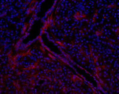 Immunocytochemistry/Immunofluorescence: TSPAN13 Antibody [NBP1-81001] - Staining of human pancreas cryosection (200x). Ducts are labeled. Image from verified customer review.