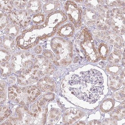 Immunocytochemistry/Immunofluorescence: CEP164 Antibody [NBP1-81445] - Staining of human kidney shows cytoplasmic positivity in cells in tubules.