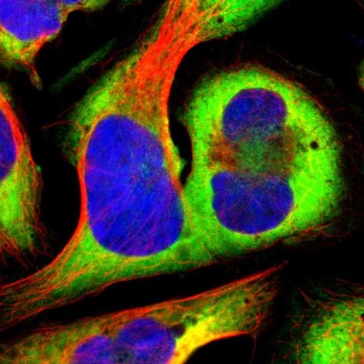 Immunocytochemistry/Immunofluorescence: RPS20 Antibody [NBP1-80804] - Immunofluorescent staining of human cell line U-2 OS shows localization to cytosol & endoplasmic reticulum.