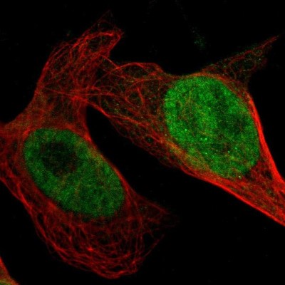 Immunocytochemistry/Immunofluorescence: GPKOW Antibody [NBP1-81801] - Immunofluorescent staining of human cell line U-2 OS shows localization to nucleoplasm.