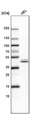 Western Blot: Nuclear Factor Erythroid Derived 2 Antibody [NBP1-82580] - Analysis in human cell line HELA.