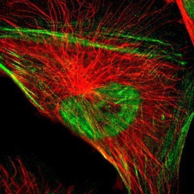 Immunocytochemistry/Immunofluorescence: Nuclear Factor Erythroid Derived 2 Antibody [NBP1-82580] - Staining of human cell line U-251MG shows positivity in nucleus but not nucleoli and cytoskeleton (actin filaments).