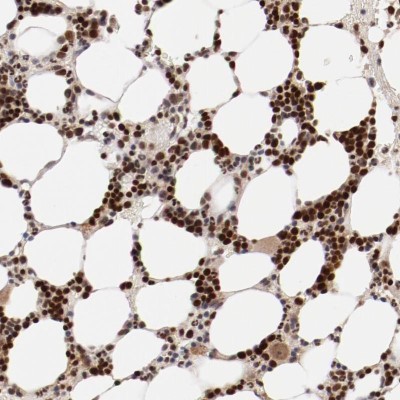 Immunohistochemistry-Paraffin: Nuclear Factor Erythroid Derived 2 Antibody [NBP1-82580] - Immunohistochemical staining of human bone marrow shows moderate nuclear positivity in hematopoietic cells.