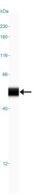 Simple Western: Nuclear Factor Erythroid Derived 2 Antibody [NBP1-82580] - Simple Western lane view shows a specific band for NFE2 in 0.2 mg/ml of K-562 lysate. This experiment was performed under reducing conditions using the 12-230 kDa separation system.