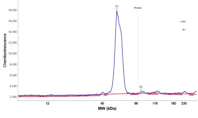Simple Western: Nuclear Factor Erythroid Derived 2 Antibody [NBP1-82580] - Electropherogram image(s) of corresponding Simple Western lane view. Nuclear Factor Erythroid Derived 2 antibody was used at 1:20 dilution on K-562 lysate(s).