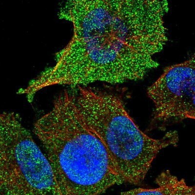 Immunocytochemistry/Immunofluorescence: HRSP12 Antibody [NBP1-82452] - Staining of human cell line U-251MG shows positivity in nucleus but not nucleoli and cytoplasm.
