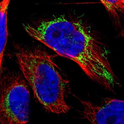 Immunocytochemistry/Immunofluorescence: OGDH Antibody [NBP1-84948] - Immunofluorescent staining of human cell line U-251 MG shows localization to mitochondria.