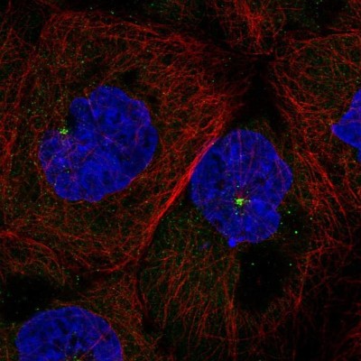 Immunocytochemistry/Immunofluorescence: FKBP11 Antibody [NBP1-84678] - Immunofluorescent staining of human cell line A-431 shows localization to centrosome.