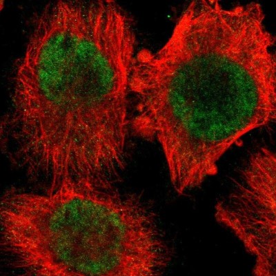 Immunocytochemistry/Immunofluorescence: PPP2R4 Antibody [NBP1-87232] - Staining of human cell line U-251 MG shows localization to nucleoplasm.