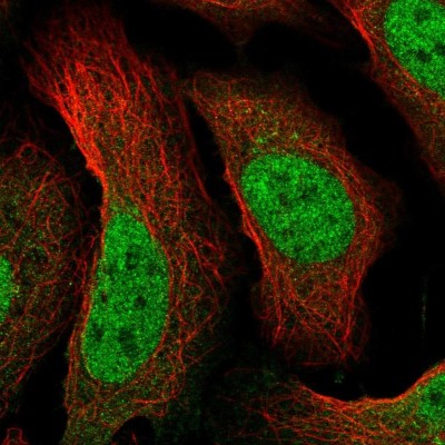 Immunocytochemistry/Immunofluorescence: RPB9 Antibody [NBP1-92344] - Immunofluorescent staining of human cell line U-2 OS shows localization to nucleoplasm.