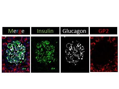 Immunofluorescence: GP2 Antibody [NBP1-86061] - Staining  GP2 in frozen human pancreatic sections using anti-GP2 antibody. GP2 stains primarily exocrine tissue in human pancreas. Image from verified customer review.