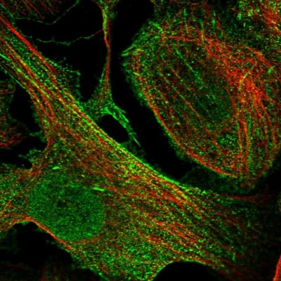 Immunocytochemistry/Immunofluorescence: Synaptopodin Antibody [NBP1-87887] - Immunofluorescent staining of human cell line U-2 OS shows localization to nucleoplasm, cytosol & actin filaments.