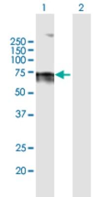 Western Blot: Lamin B Receptor Antibody [H00003930-B01P] - Analysis of LBR expression in transfected 293T cell line by LBR polyclonal antibody.  Lane 1: LBR transfected lysate(67.65 KDa). Lane 2: Non-transfected lysate.